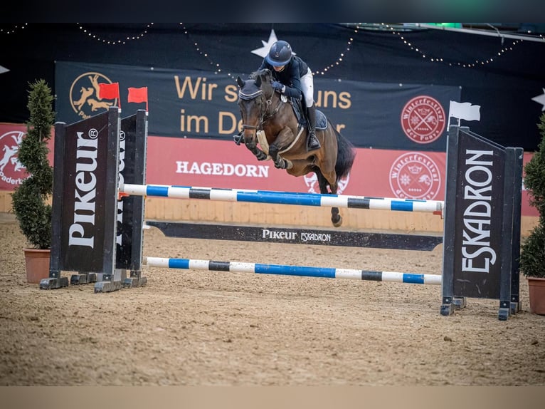 Duitse rijpony Ruin 12 Jaar 143 cm in Goch