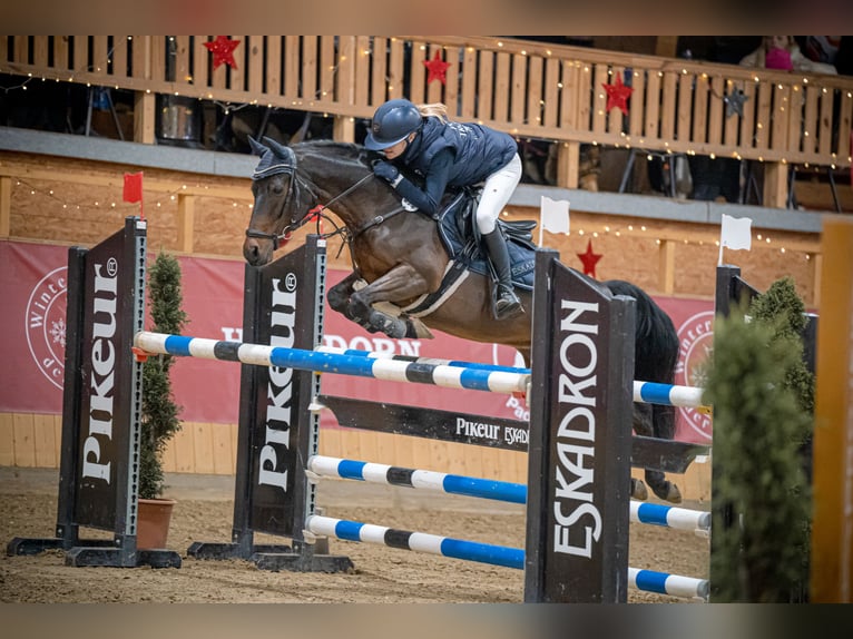 Duitse rijpony Ruin 12 Jaar 143 cm in Goch