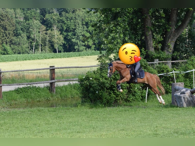 Duitse rijpony Ruin 12 Jaar 143 cm Vos in Regensburg