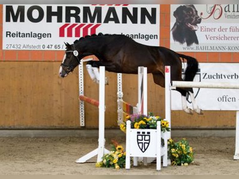 Duitse rijpony Ruin 12 Jaar 144 cm Donkerbruin in München