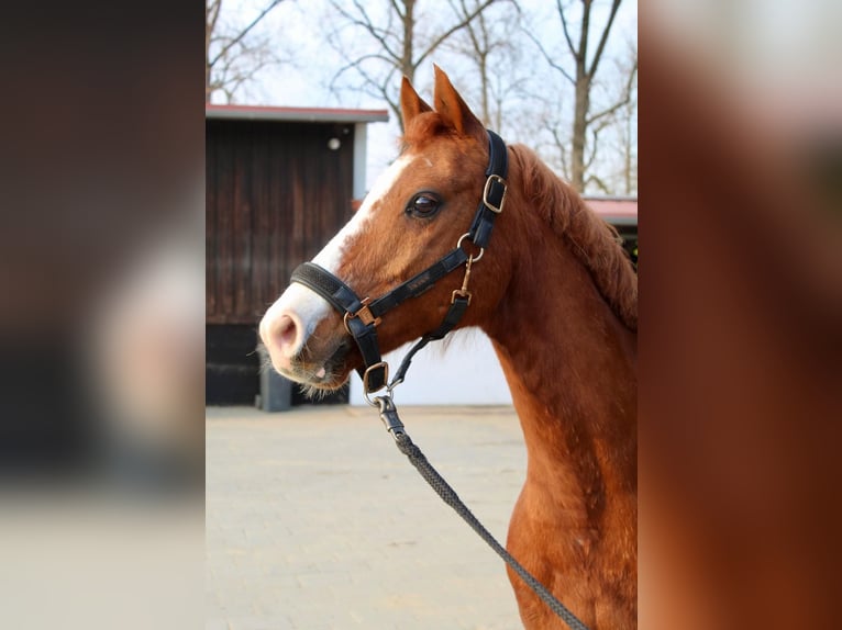 Duitse rijpony Ruin 12 Jaar 144 cm Vos in Bissendorf