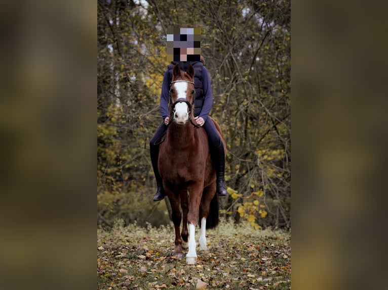 Duitse rijpony Ruin 12 Jaar 144 cm Vos in Bissendorf