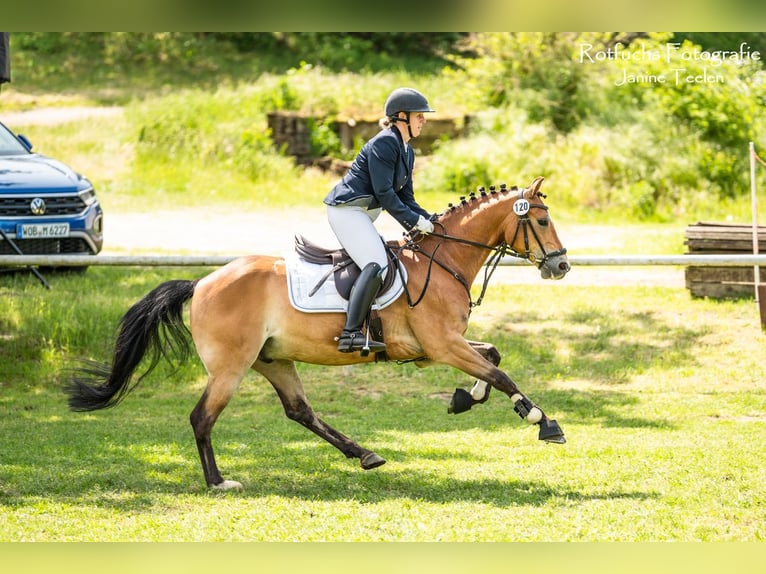 Duitse rijpony Ruin 12 Jaar 145 cm Bruin in Tiddische