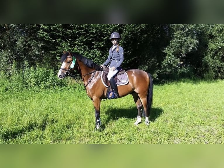 Duitse rijpony Ruin 12 Jaar 145 cm in Imst