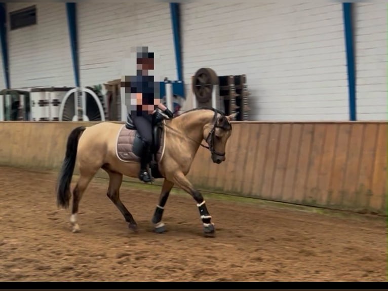 Duitse rijpony Ruin 12 Jaar 146 cm Falbe in LingenLingen