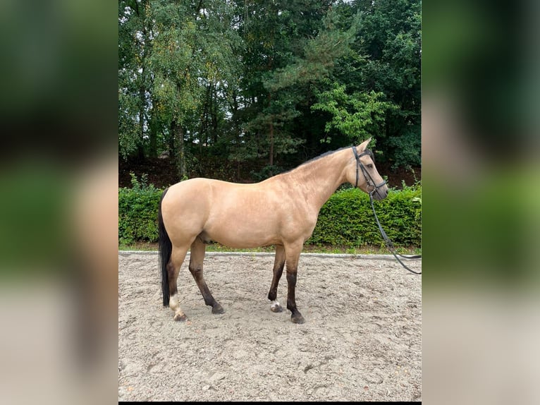Duitse rijpony Ruin 12 Jaar 146 cm Falbe in LingenLingen