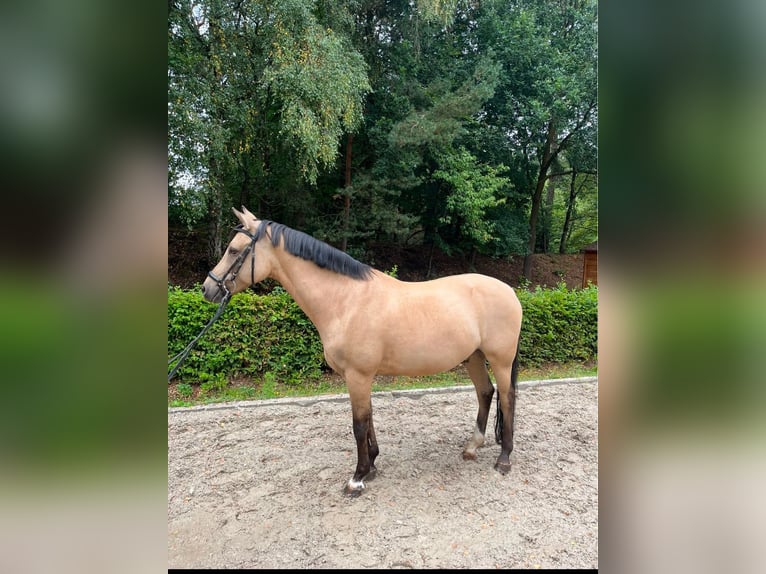 Duitse rijpony Ruin 12 Jaar 146 cm Falbe in LingenLingen
