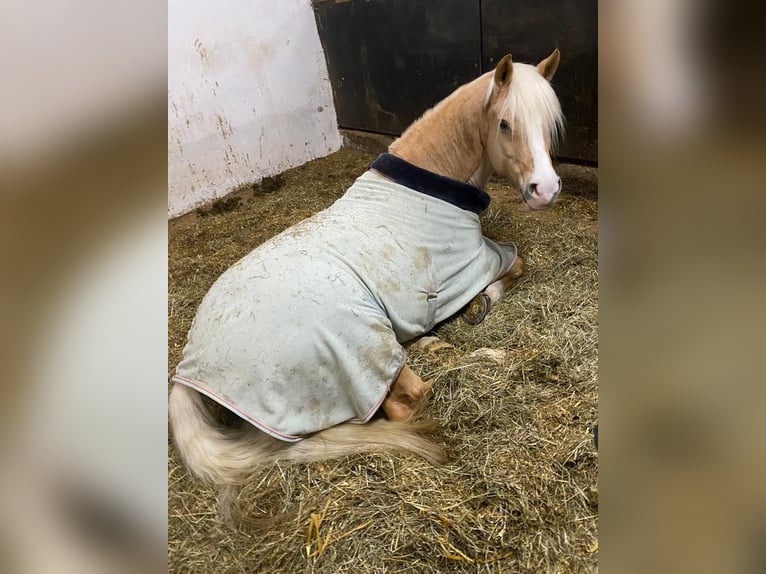 Duitse rijpony Ruin 12 Jaar 146 cm Palomino in Memmingen