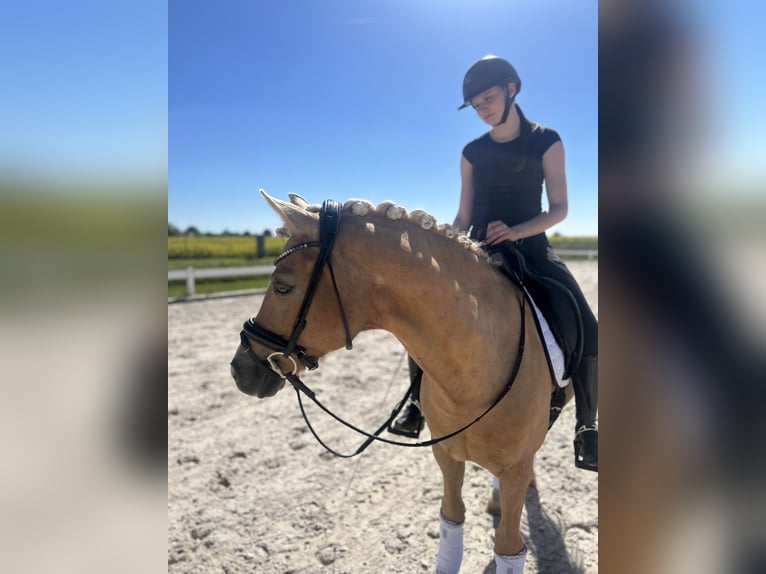 Duitse rijpony Ruin 12 Jaar 146 cm Palomino in Memmingen