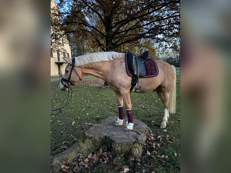 Duitse rijpony Ruin 12 Jaar 146 cm Palomino in Memmingen