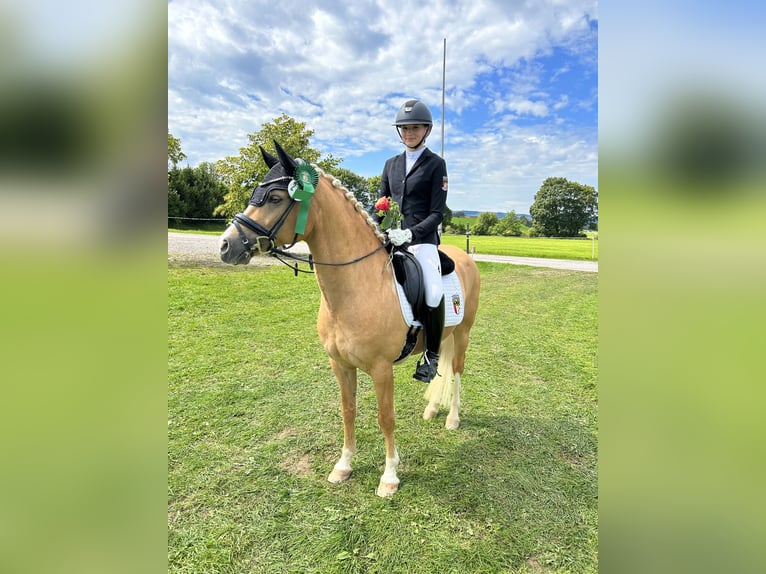 Duitse rijpony Ruin 12 Jaar 146 cm Palomino in Memmingen