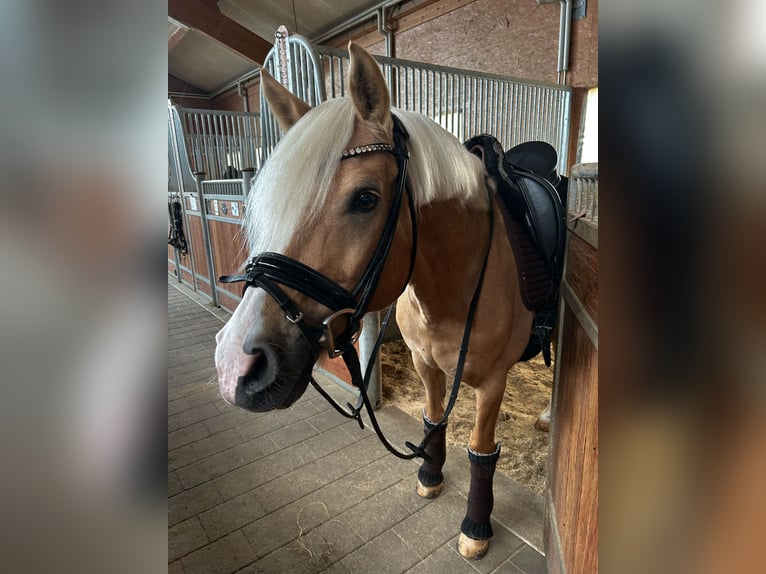 Duitse rijpony Ruin 12 Jaar 146 cm Palomino in Memmingen