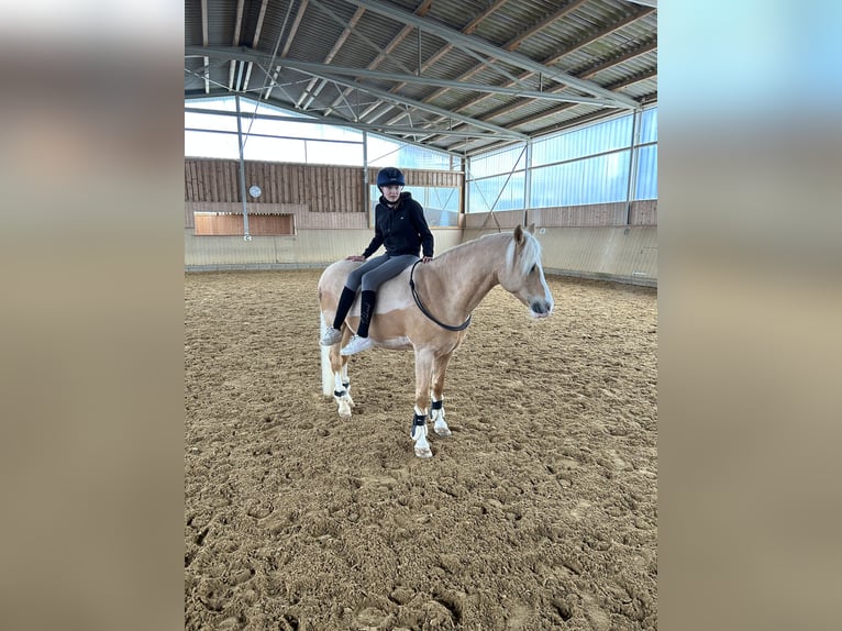 Duitse rijpony Ruin 12 Jaar 146 cm Palomino in Memmingen