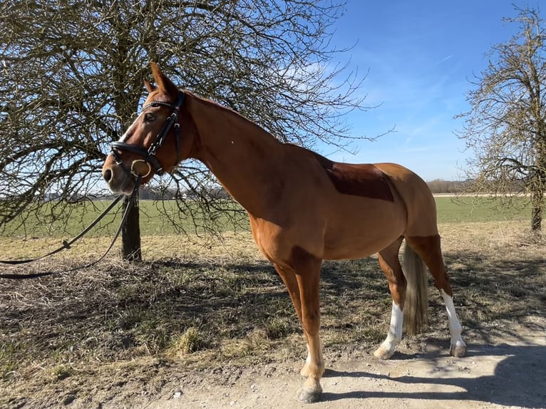 Duitse rijpony Ruin 12 Jaar 146 cm Vos in Vierkirchen