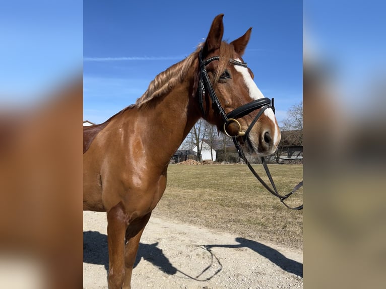 Duitse rijpony Ruin 12 Jaar 146 cm Vos in Vierkirchen