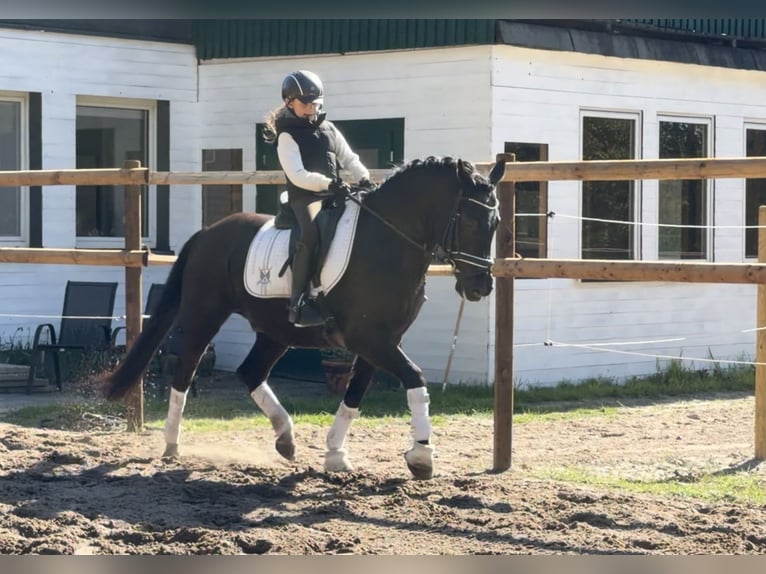 Duitse rijpony Ruin 12 Jaar 146 cm Zwart in Alfstedt