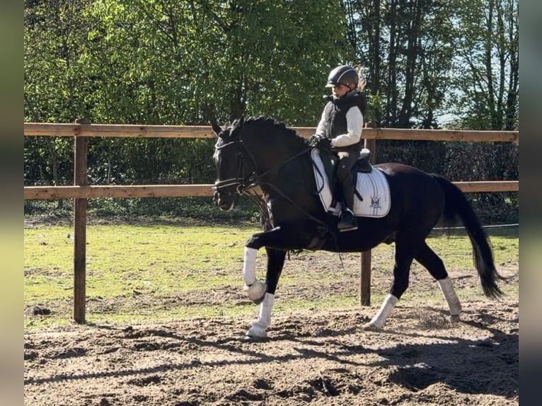 Duitse rijpony Ruin 12 Jaar 146 cm Zwart in Alfstedt
