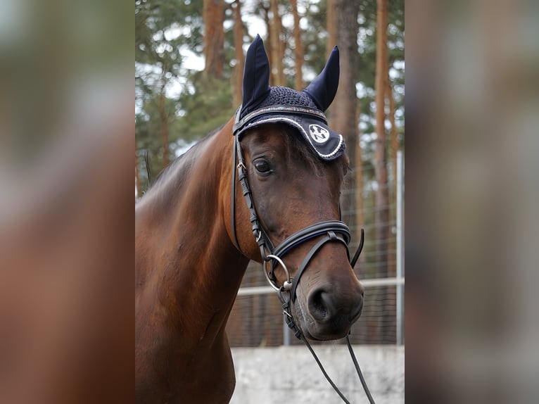 Duitse rijpony Ruin 12 Jaar 147 cm Bruin in Doberlug Kirchhain