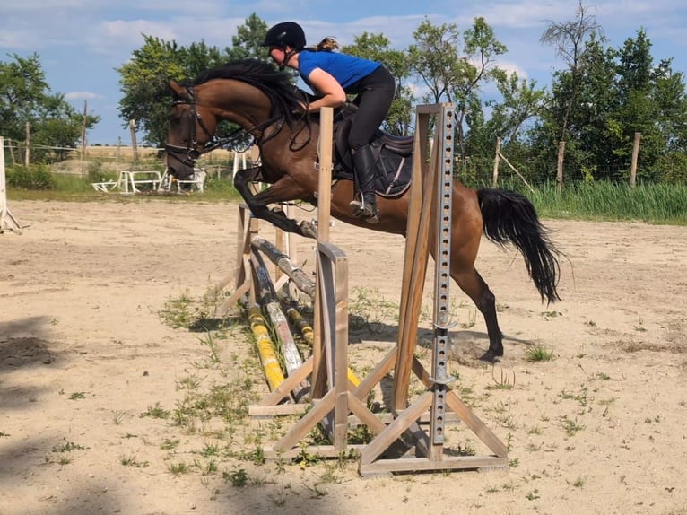 Duitse rijpony Ruin 12 Jaar 147 cm Bruin in Doberlug Kirchhain