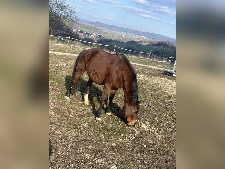 Duitse rijpony Ruin 12 Jaar 147 cm Donkerbruin in Mömbris