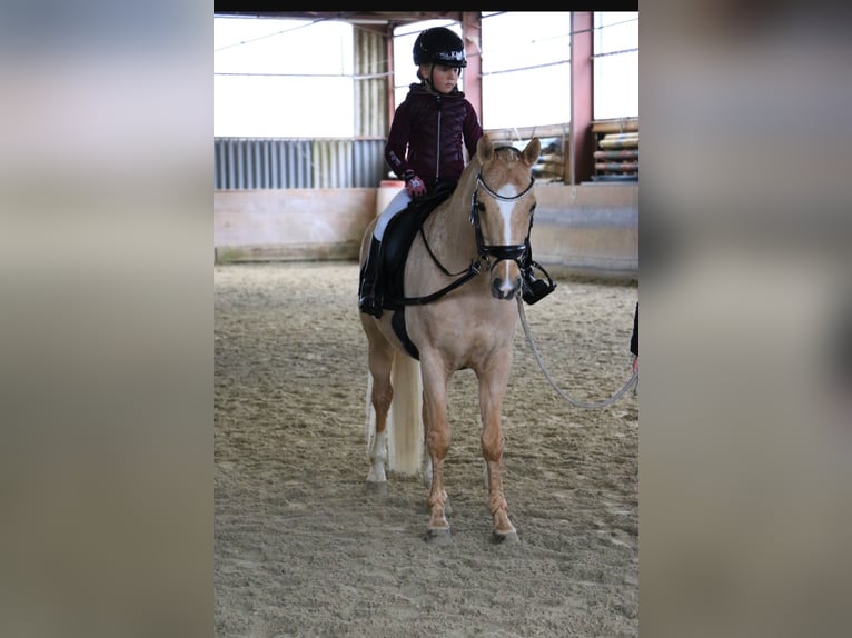 Duitse rijpony Ruin 12 Jaar 147 cm Palomino in Grüningen