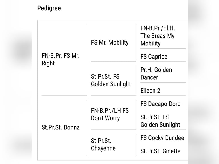 Duitse rijpony Ruin 12 Jaar 147 cm Vos in Interlaken
