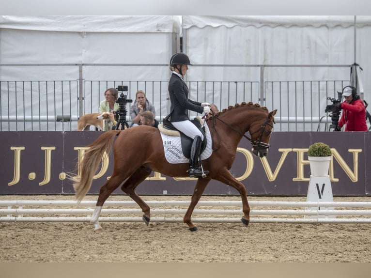 Duitse rijpony Ruin 12 Jaar 147 cm Vos in Ganschow