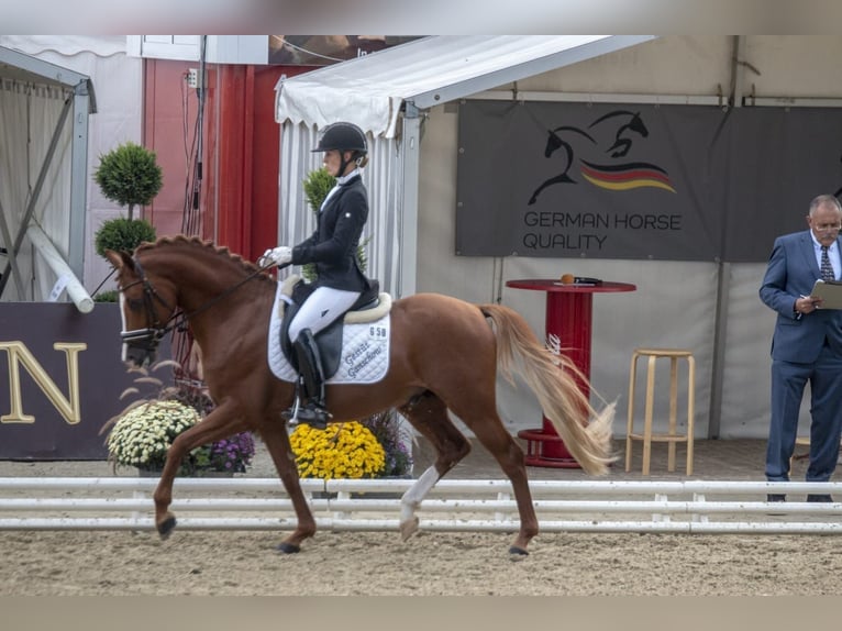 Duitse rijpony Ruin 12 Jaar 147 cm Vos in Ganschow