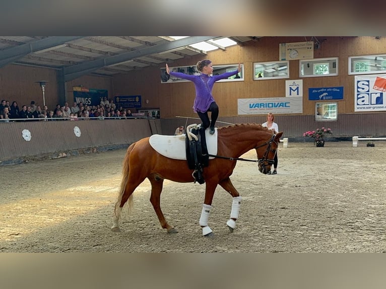 Duitse rijpony Ruin 12 Jaar 147 cm Vos in Ganschow