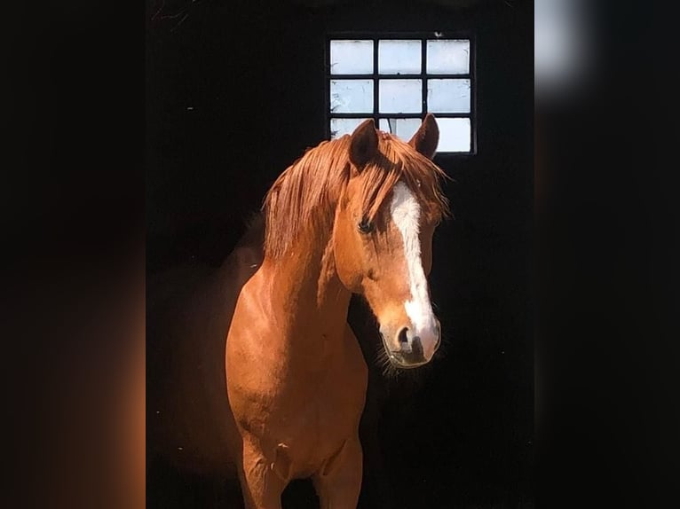Duitse rijpony Ruin 12 Jaar 147 cm Vos in Ganschow