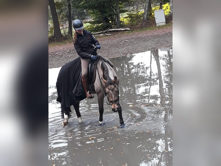 Duitse rijpony Ruin 12 Jaar 148 cm Buckskin in Hamburg