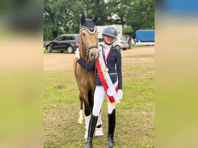 Duitse rijpony Ruin 12 Jaar 148 cm Buckskin in Hamburg