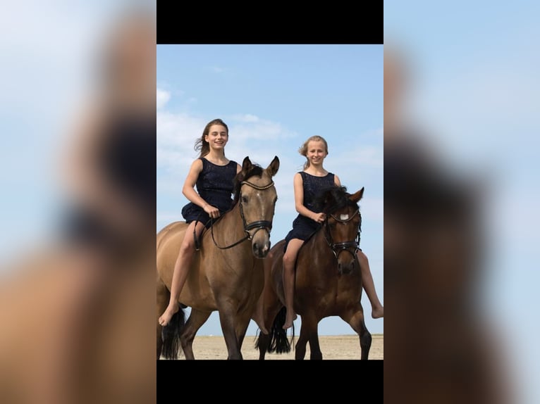 Duitse rijpony Ruin 12 Jaar 148 cm Buckskin in Hamburg