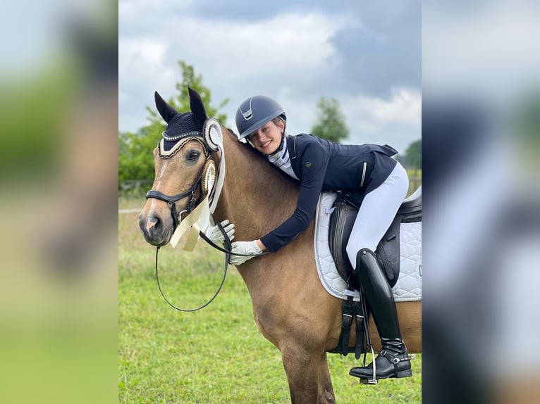 Duitse rijpony Ruin 12 Jaar 148 cm Buckskin in Hamburg