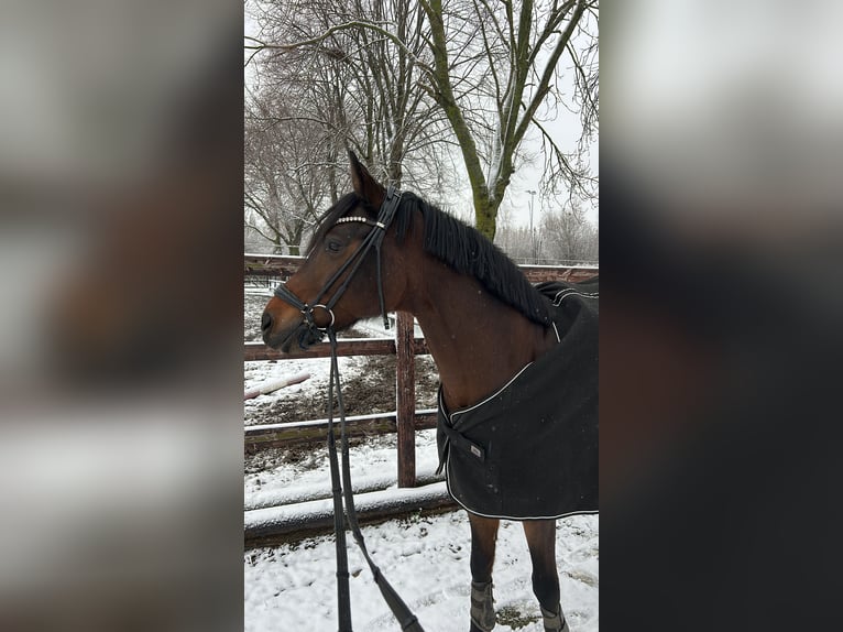 Duitse rijpony Ruin 12 Jaar 148 cm Donkerbruin in Jüchen
