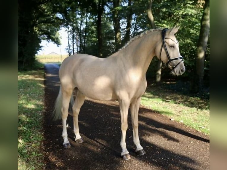 Duitse rijpony Ruin 12 Jaar 148 cm Palomino in Recke, bei Osnabrück