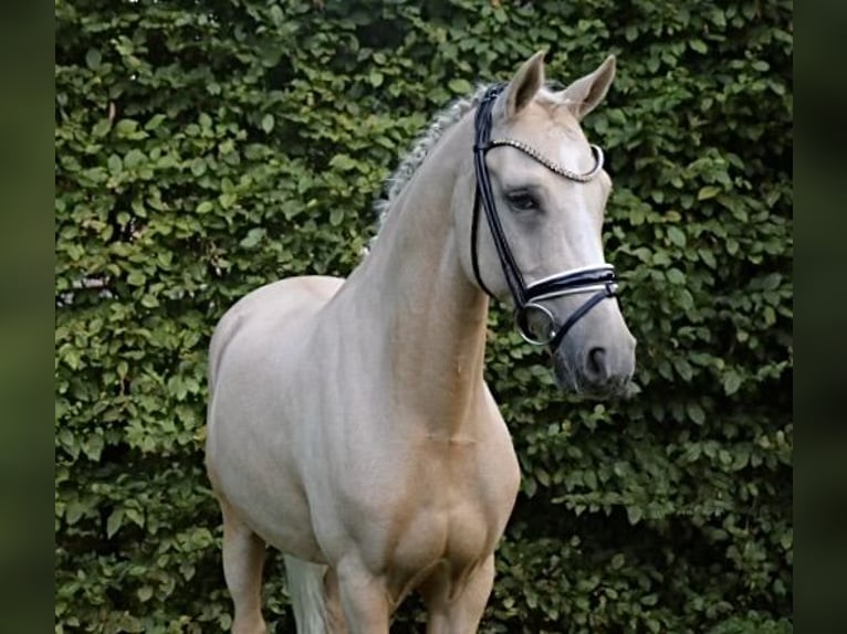 Duitse rijpony Ruin 12 Jaar 148 cm Palomino in Recke, bei Osnabrück