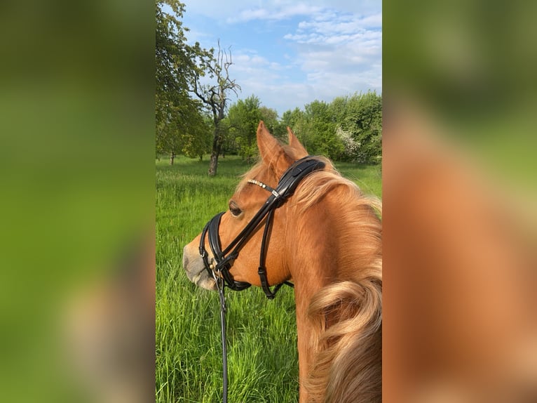 Duitse rijpony Ruin 12 Jaar 148 cm Vos in Bad Nauheim