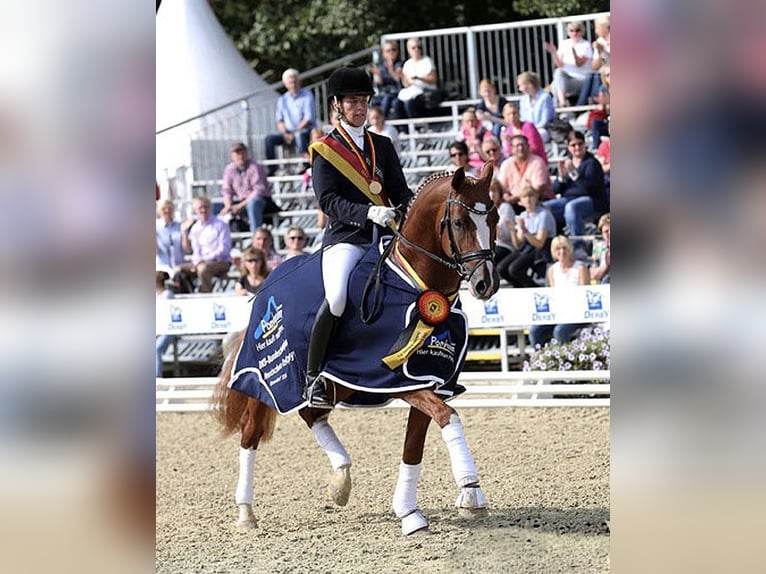 Duitse rijpony Ruin 12 Jaar 148 cm Vos in Mainz