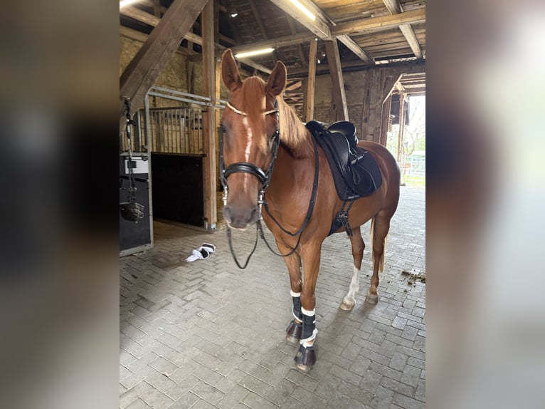 Duitse rijpony Ruin 12 Jaar 148 cm Vos in Groß Twülpstedt