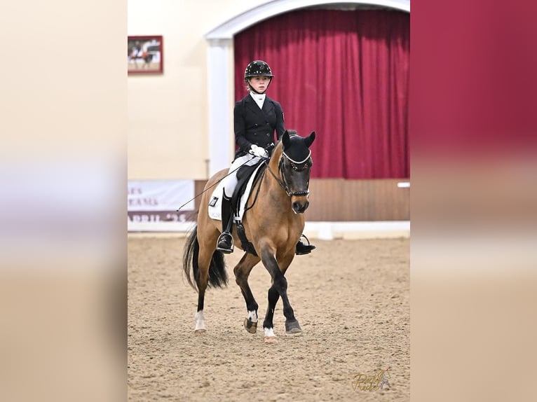 Duitse rijpony Ruin 12 Jaar 149 cm Falbe in Straelen