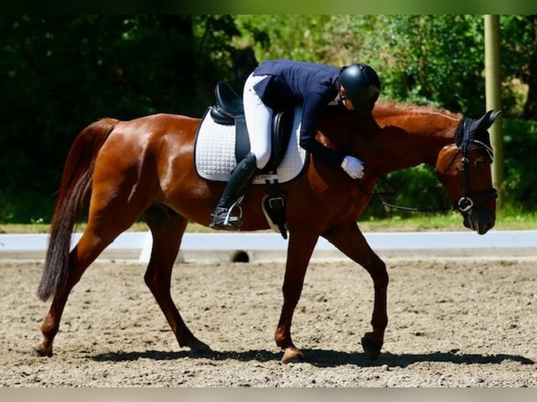 Duitse rijpony Ruin 12 Jaar 149 cm Vos in Greven