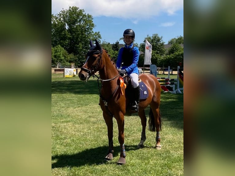 Duitse rijpony Ruin 12 Jaar 149 cm Vos in Greven