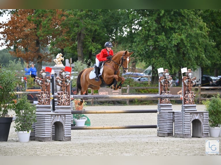Duitse rijpony Ruin 12 Jaar 149 cm Vos in Braunschweig