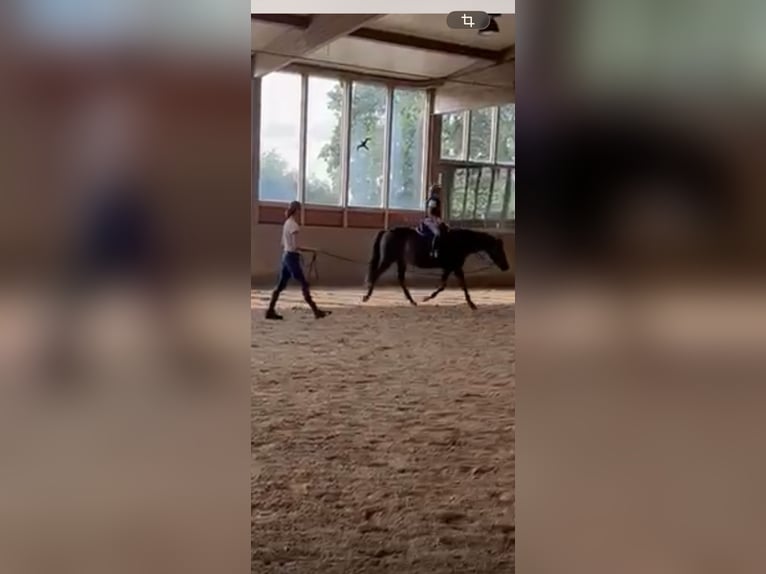 Duitse rijpony Ruin 12 Jaar 150 cm Bruin in Hamburg Blankenese