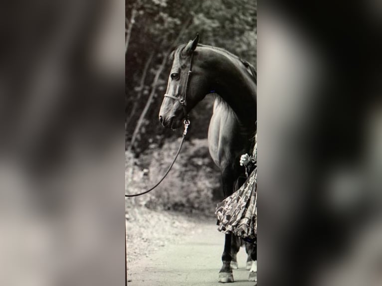 Duitse rijpony Ruin 12 Jaar 150 cm Bruin in Hamburg Blankenese