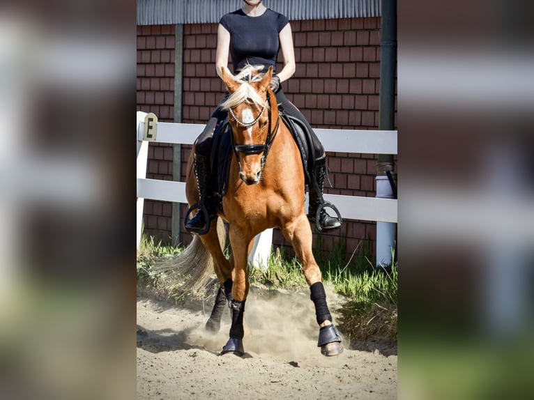 Duitse rijpony Ruin 12 Jaar 152 cm Vos in Delbrück