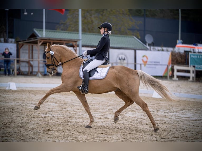 Duitse rijpony Ruin 12 Jaar 152 cm Vos in Delbrück