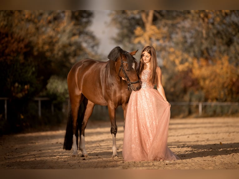 Duitse rijpony Ruin 12 Jaar 154 cm Bruin in Pirmasens