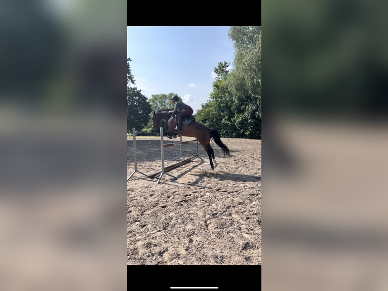 Duitse rijpony Ruin 12 Jaar 155 cm Bruin in Oranienburg, Deutschland